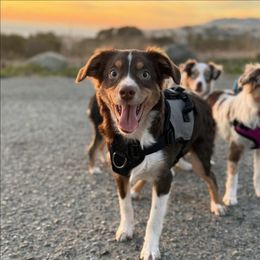 Hiram - Red tri male Miniature Australian Shepherd puppy in Visalia, California from Puddles True Mini Aussies