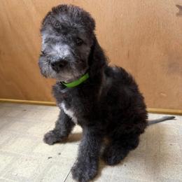 Boy 3 - Blue male Bedlington Terrier puppy in Columbus, Ohio from Three Silo Bedlington Terriers