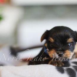 Yorkshire Terrier Puppies from North Idaho Yorkies
