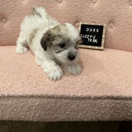 Duke - Coton de Tulear puppy in Surprise, Arizona from Lizzy’s Tribe