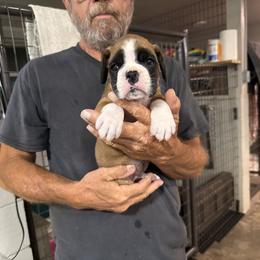 Ruger - Fawn male Boxer puppy in Taft, Tennessee from Hillbillie Boxers