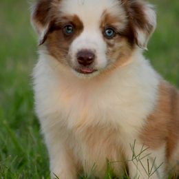 Australian Shepherd, Miniature Australian Shepherd, and Toy Australian Shepherd Puppies from Southern Edition Aussies