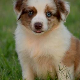 Australian Shepherd, Miniature Australian Shepherd, and Toy Australian Shepherd Puppies from Southern Edition Aussies