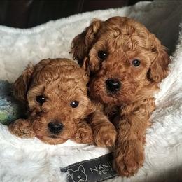 Kissy - Red Mini Poodle Raised in Home - Red  female Poodle puppy in Falcon, Missouri from Cedar House Heritage Poodles | AKC Toy & Miniature Poodle Puppies Raised in Home