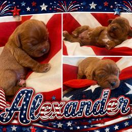 Alexander - Ruby male Cavalier King Charles Spaniel puppy in London, Arkansas from Frosty’s Cavaliers