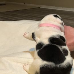 English Bulldog Puppies from Ruza's Bulldogs