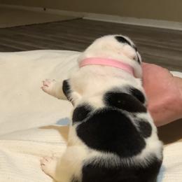 English Bulldog Puppies from Ruza's Bulldogs
