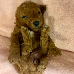 Amelia - Red  female Poodle puppy in Utica, Ohio from Poodle Me Crazy