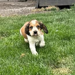 Everest - Liver white and tan male English Springer Spaniel puppy in Coeur D'alene, Idaho from Springer Hollow