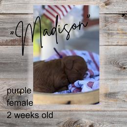 Madison - Red  female Goldendoodle puppy in Zeeland, Michigan from Dandelion Lane Doodles