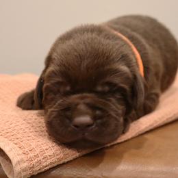 Duramax - Chocolate male Labrador Retriever puppy in Camden, Indiana from Camden's Caring Canines