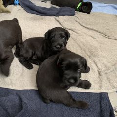 Giant Schnauzer, Miniature Schnauzer, and Standard Schnauzer Puppies from Die Nassen Baerte