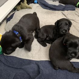 Giant Schnauzer, Miniature Schnauzer, and Standard Schnauzer Puppies from Die Nassen Baerte