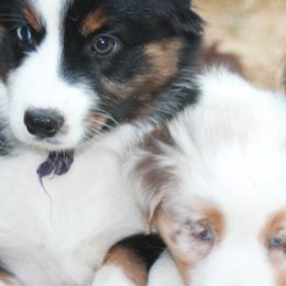 Miniature American Shepherds from KnappTyme AKC Miniature American Shepherds