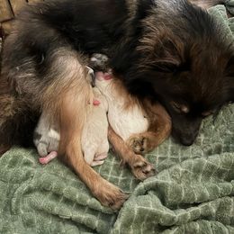 Peanut - Pomeranian