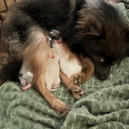 Peanut - Pomeranian
