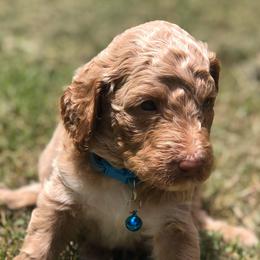 Oliver - Goldendoodle
