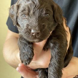 Goldendoodle Puppies from Oodles of Doodles