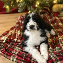Oatflake BLACK PARTI (was Oreo) - Black and white female Bernedoodle puppy in Lookout, California from Remington Kennels, LLC