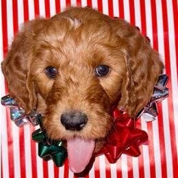 Blue Boy - Red  male Goldendoodle puppy in Greensfork, Indiana from Fishermen’s Doodles
