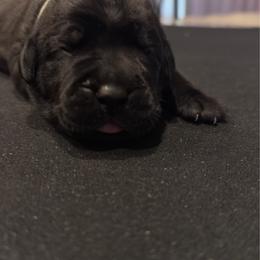Teal - Black female Cane Corso puppy in Homeland, California from Dal Deserto Cane Corso