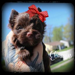 Elowen - Chocolate and tan female Yorkshire Terrier puppy in Warren, Michigan from Danielle's Yorkie Babies