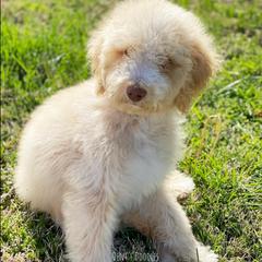 Goldendoodle, Labradoodle, Poodle, and Saint Berdoodle Puppies from Dent’s Doodles