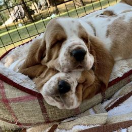 Basset Hounds from Bravo Bassets