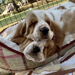 Basset Hounds from Bravo Bassets