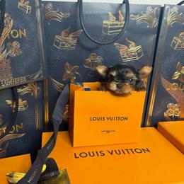 Stripe - Black and tan male Yorkshire Terrier puppy in Illinois from Pretty Little Yorkies