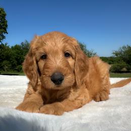 Harold - Red  male Goldendoodle puppy in Osage City, Kansas from Golden Ridge Goldens