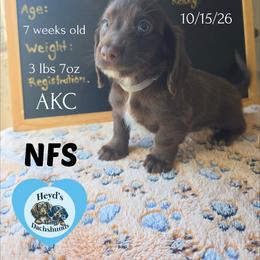 Hades - Chocolate and tan male Dachshund puppy in Hoquiam, Washington from Heyd's Mini Dachshunds