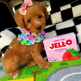 Gabbana - Apricot female Maltipoo puppy in Sugar Land, Texas from Celebrity Maltipoos