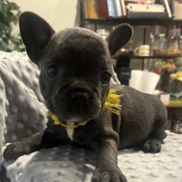 Yellow - Blue female French Bulldog puppy in Kyle, Texas from Small Town Frenchies