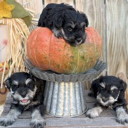 Miniature Schnauzer puppies from RNH Schnauzers
