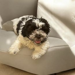 Shih Tzu Puppies from TACG