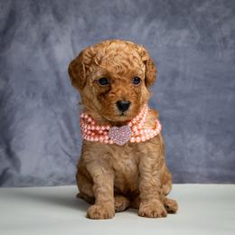 Red akc girl-please read description - Red  female Poodle puppy in Weston, Florida from Miami Toy Poodles