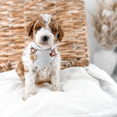 Hattie's Last Chapter- Epilogue - Parti male Goldendoodle puppy in Russell Springs, Kentucky from Milk & Honey Doodles