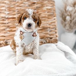 Hattie's Last Chapter- Epilogue - Parti male Goldendoodle puppy in Russell Springs, Kentucky from Milk & Honey Doodles