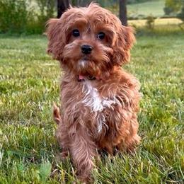 Rosie - Petite, affectionate female - Red female Cavapoo puppy in Knoxville, Tennessee from Duke’s Forever Doodles
