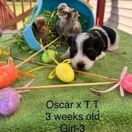 Girl 3 - Black tan and white female Biewer Terrier puppy in Chester, South Carolina from Classic Biewers