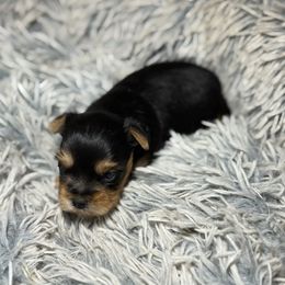 Boo - Black and gold male Yorkshire Terrier puppy in Phoenix, Arizona from De La Cruz Yorkies