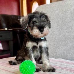 Lady Green - Salt and pepper female Miniature Schnauzer puppy in Wildomar, California from My Angel Schnauzers