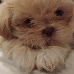 Shih Tzu Puppies from N.F.S.T Imperial ShihTzu Puppies.