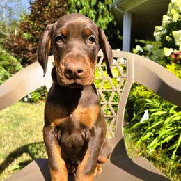 Boy 1 - Red and rust male Doberman Pinscher puppy in Chagrin Falls, Ohio from Schloss Velburg Dobermanns