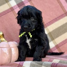 Fetch - Black male Portuguese Water Dog puppy in Raleigh, North Carolina from Turnabout PWD