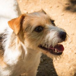 Jack Russell Terrier All Grown Up from Raven Wolf Jack Russell Terriers