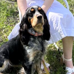 Jessi - English Springer Spaniel