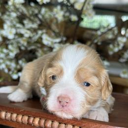 Bella - Red - Brown and white female Bernedoodle puppy in Yuciapa, California from AlltheDoodlez_