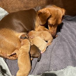 Dachshund Puppies from Carlin's Weiner Haus